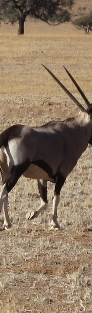 Oryx